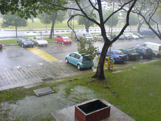 tree_on_car_1