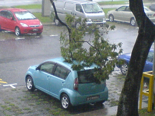 tree_on_car_2
